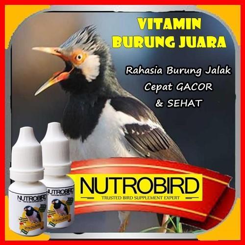 Tips Gacor Terbaik untuk Burung Kesayangan Anda